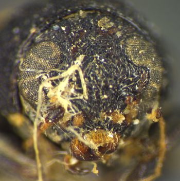Media type: image;   Entomology 8405 Aspect: head frontal view